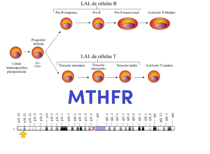 Imagen de la sección del gen que regula MTHFR